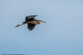 Purple Heron