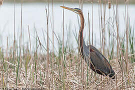 Purple Heron