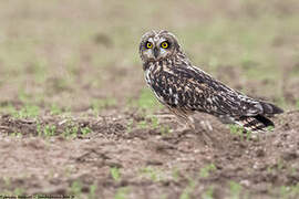 Hibou des marais