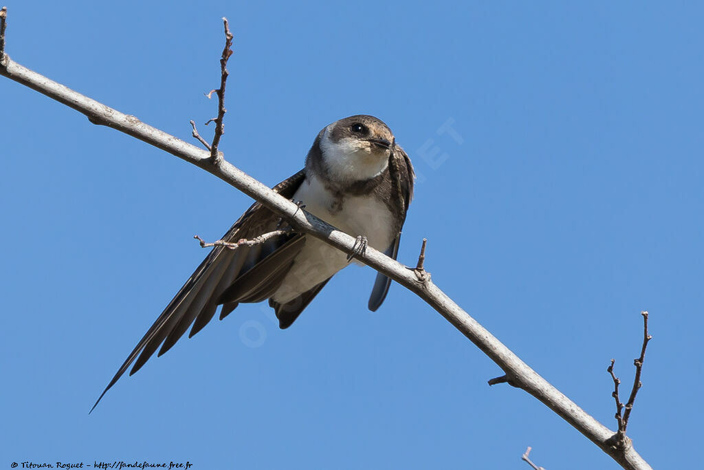 Sand Martin