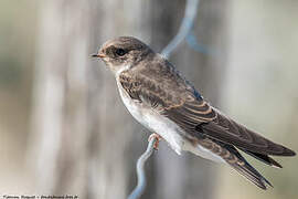 Sand Martin