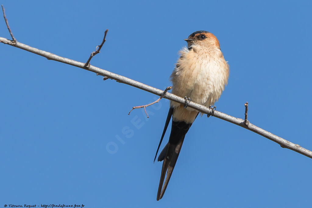 Hirondelle rousseline