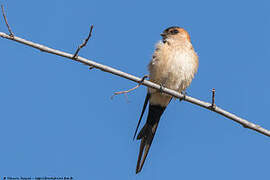 Red-rumped Swallow