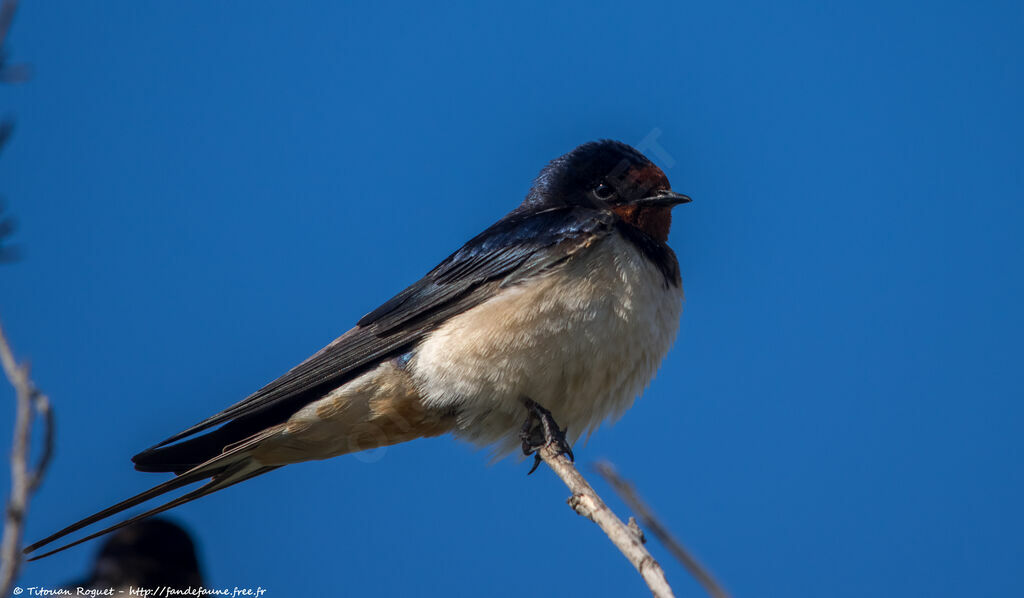 Hirondelle rustique, identification