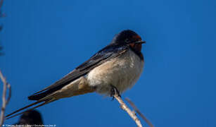 Barn Swallow