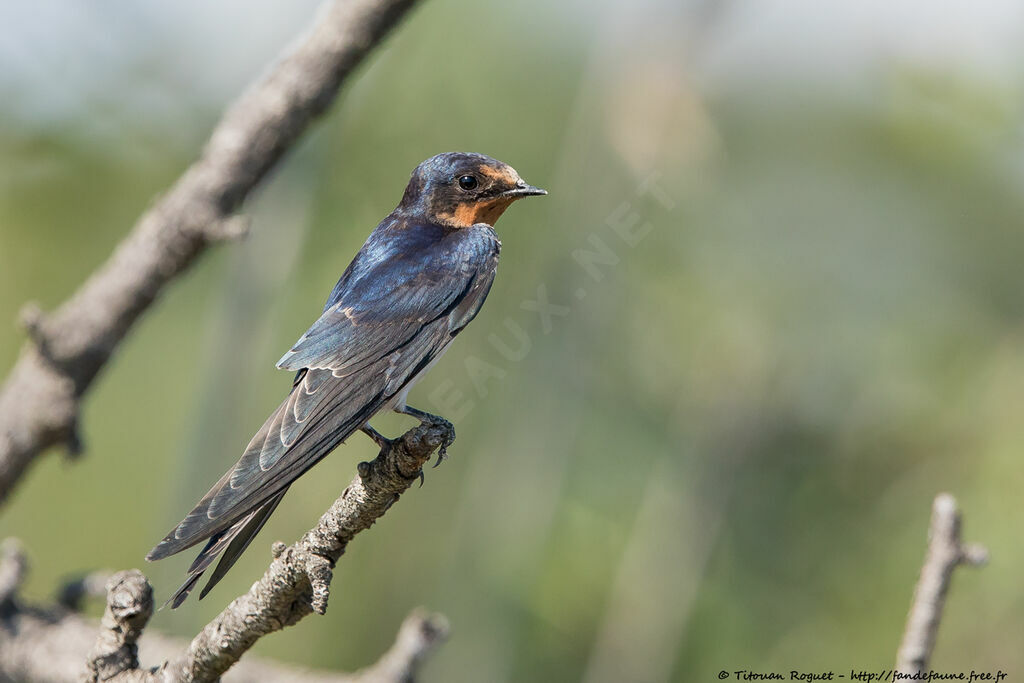 Hirondelle rustique, identification, portrait, composition, pigmentation