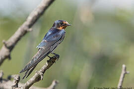 Barn Swallow