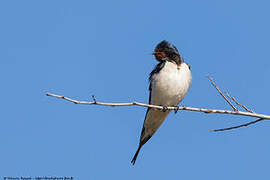 Hirondelle rustique
