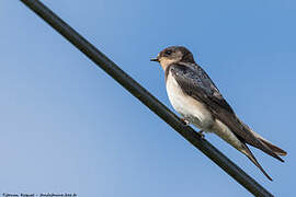 Barn Swallow