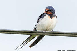 Barn Swallow