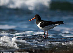 Eurasian Oystercatcher