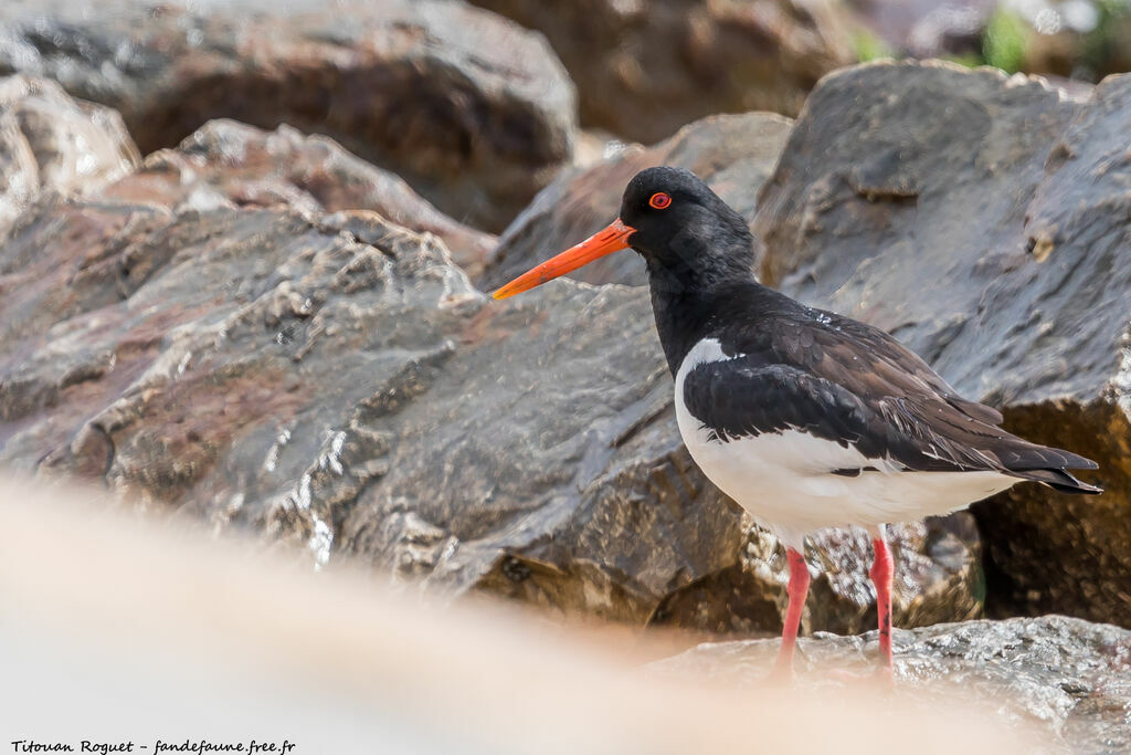 Eurasian Oystercatcher