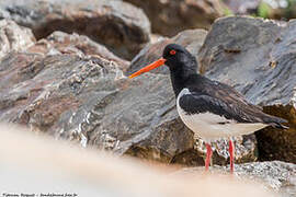 Eurasian Oystercatcher