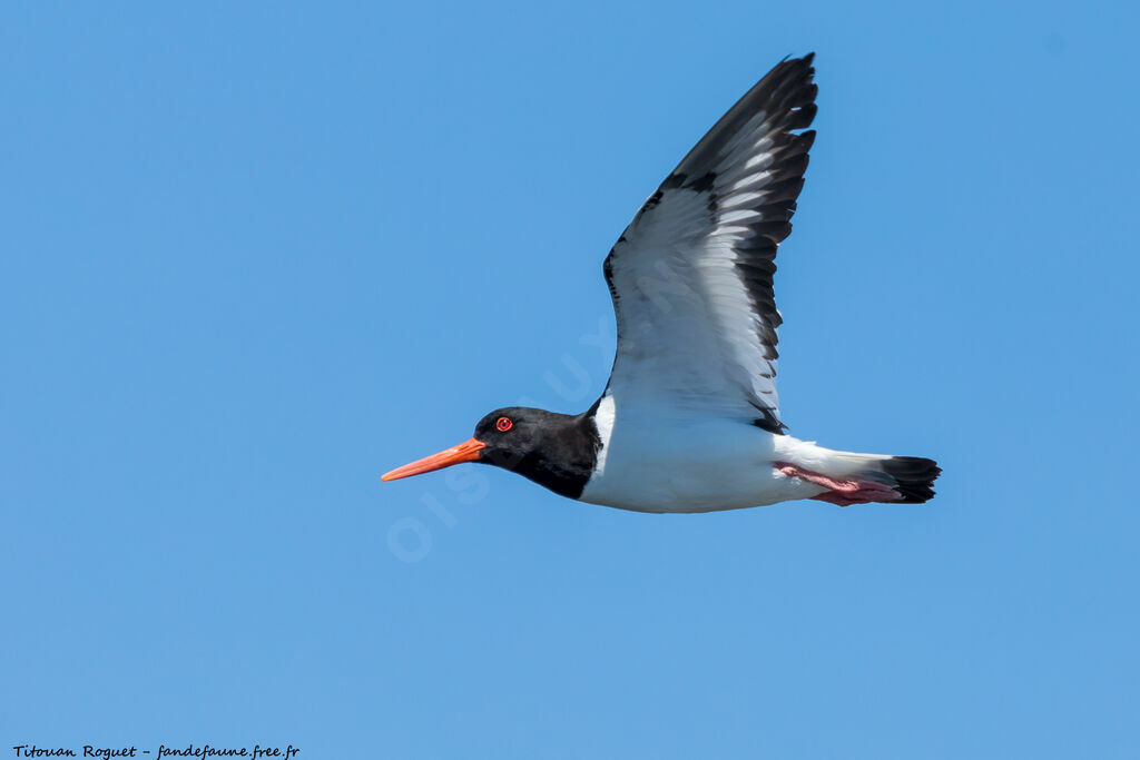 Eurasian Oystercatcher