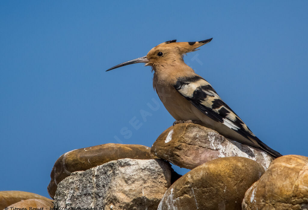 Huppe fasciée, identification