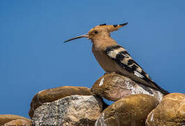 Eurasian Hoopoe