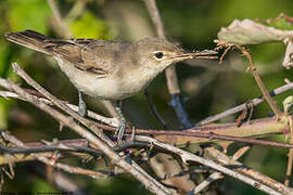 Eastern Olivaceous Warbler