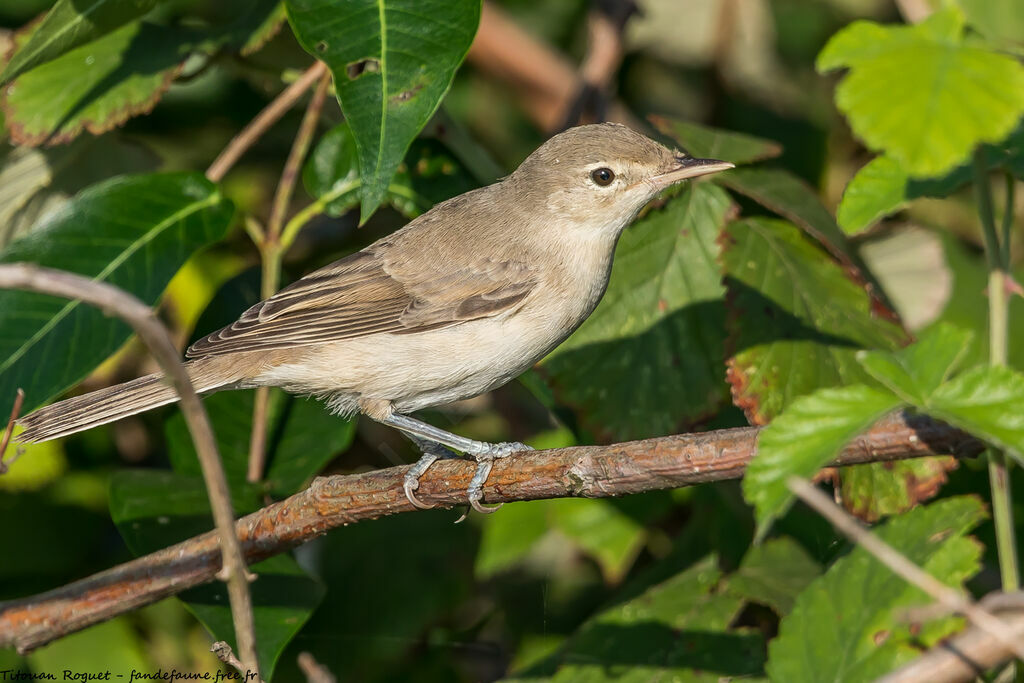 Eastern Olivaceous Warbler