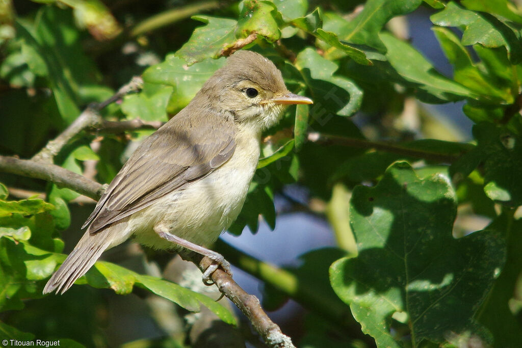 Melodious Warbler, identification