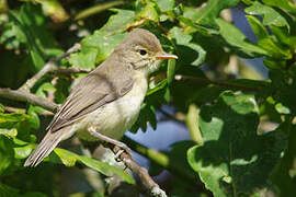 Melodious Warbler