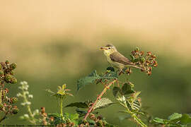 Melodious Warbler