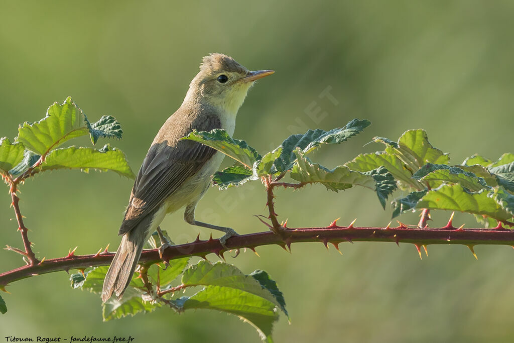 Hypolaïs polyglotteadulte, identification, composition