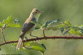 Melodious Warbler