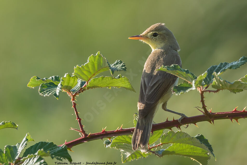 Melodious Warbleradult, identification