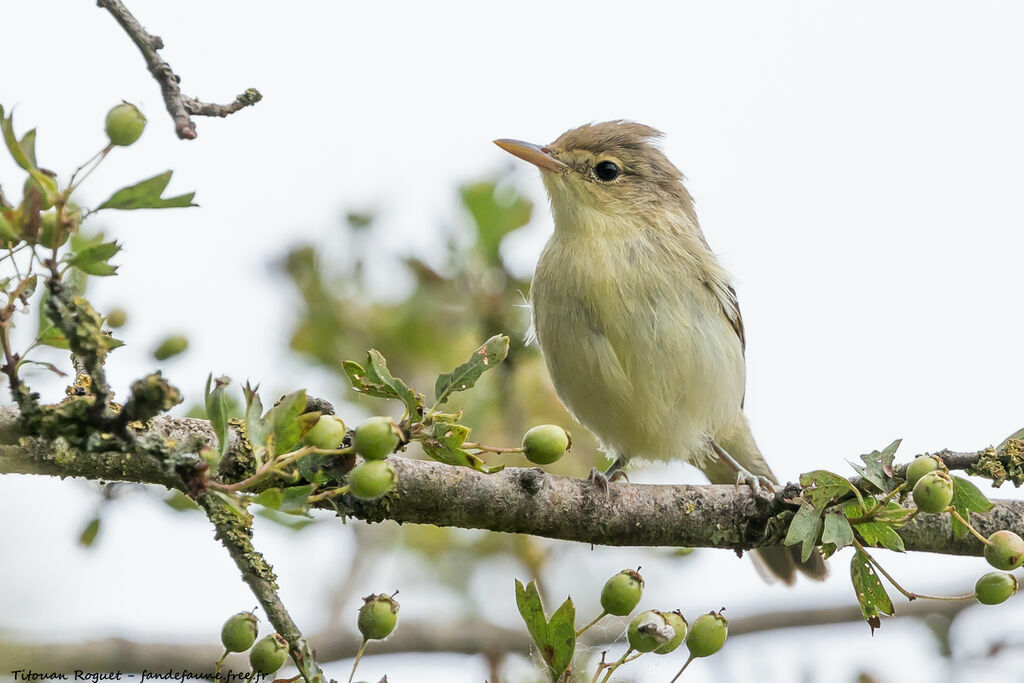 Melodious Warbler