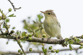 Melodious Warbler