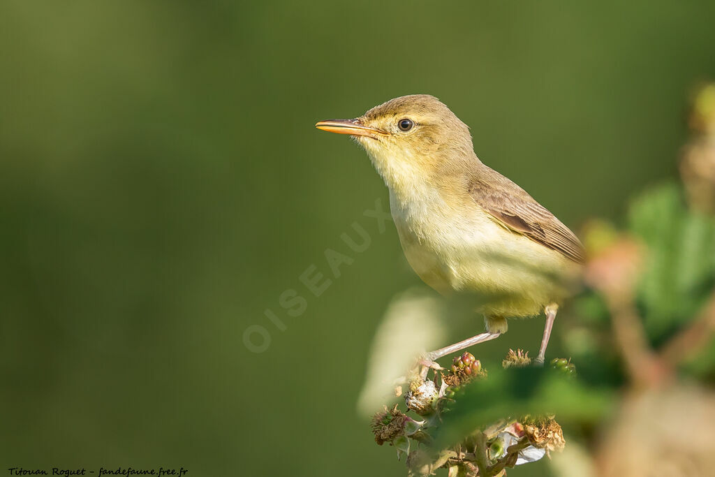 Melodious Warbler