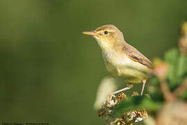 Melodious Warbler