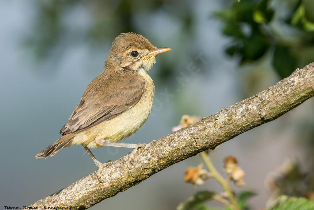 Melodious Warbler