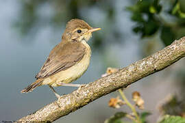 Melodious Warbler