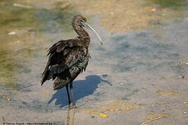 Ibis falcinelle