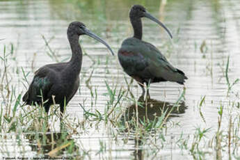 Ibis falcinelle