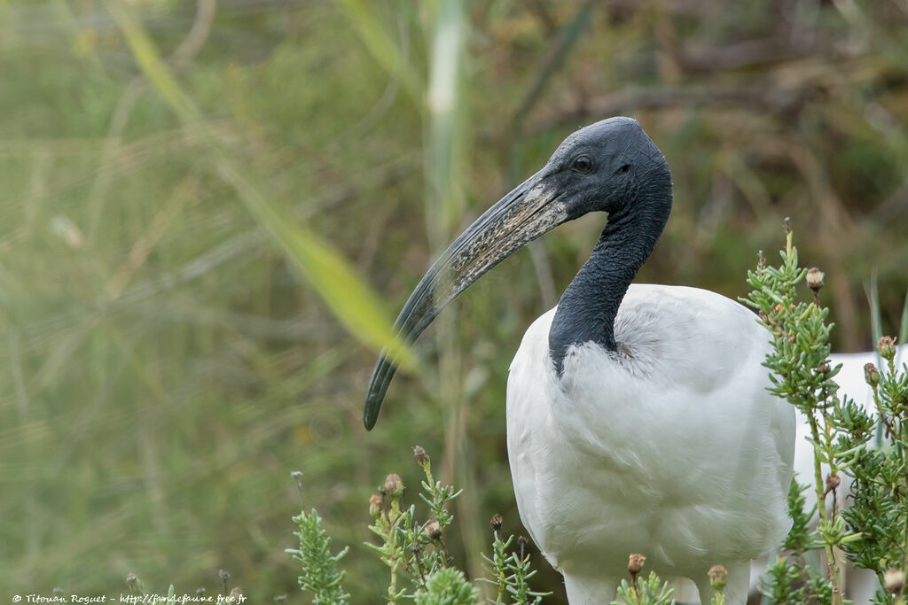 African Sacred Ibis, identification, close-up portrait, aspect, pigmentation