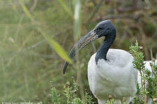 Ibis sacré