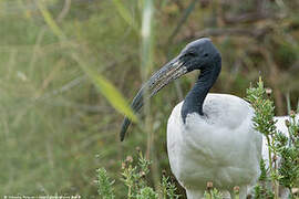 African Sacred Ibis