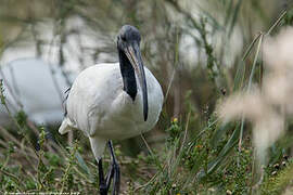 African Sacred Ibis