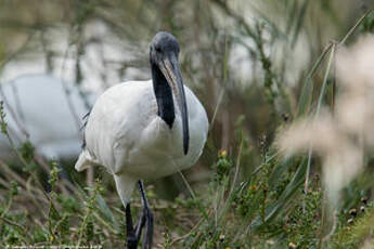 Ibis sacré