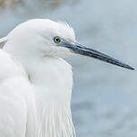 Aigrette garzette