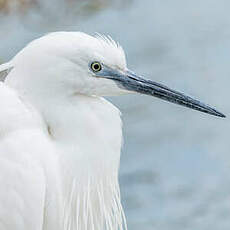 Aigrette garzette