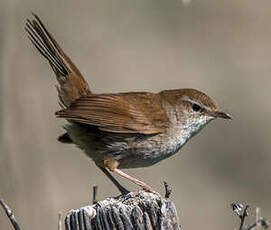 Bouscarle de Cetti