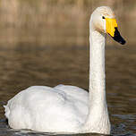 Cygne chanteur