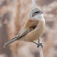 Rémiz penduline