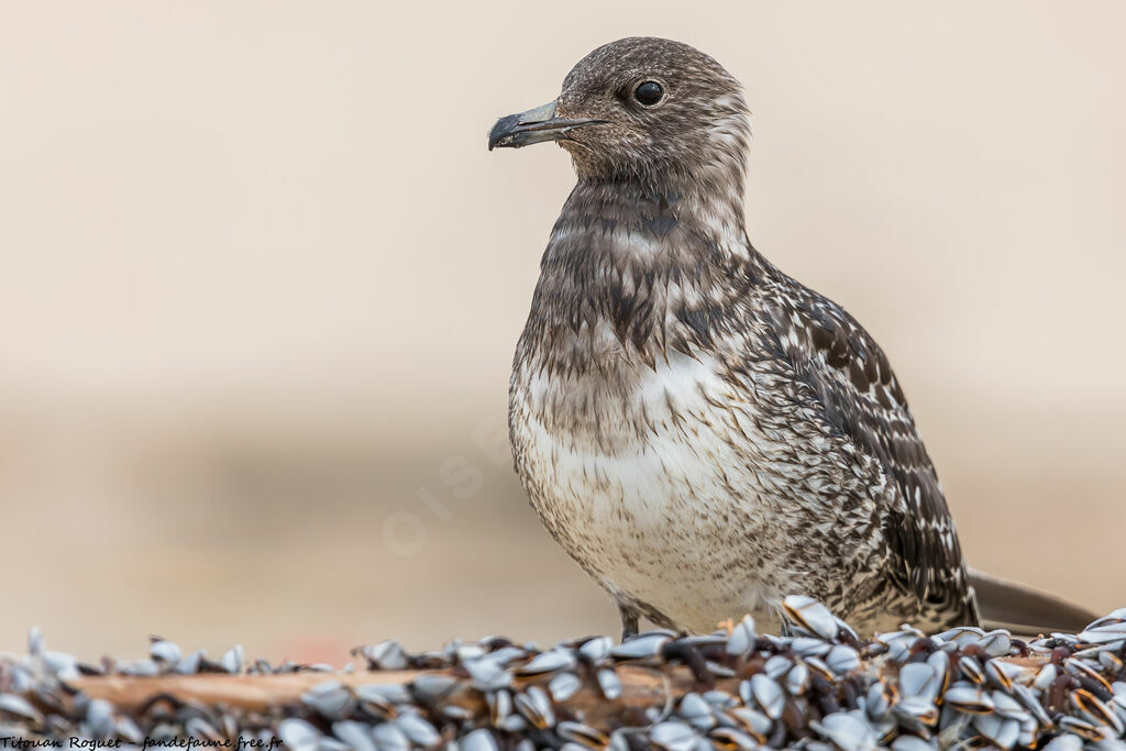 Long-tailed Jaeger