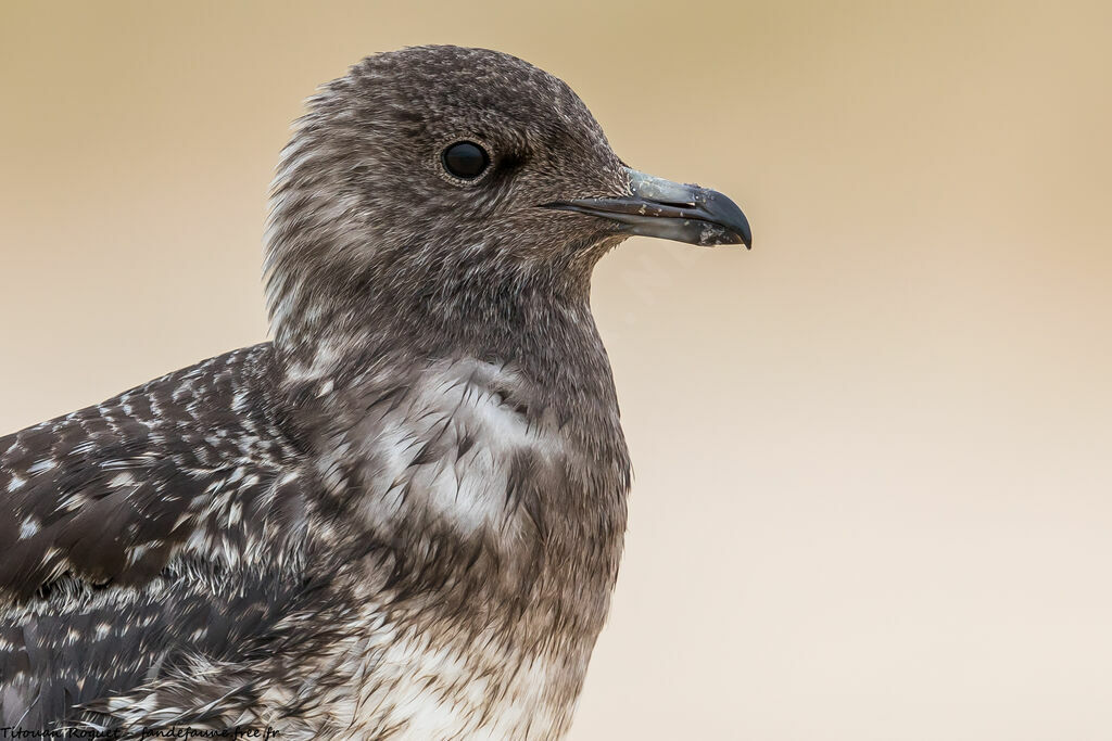 Long-tailed Jaeger