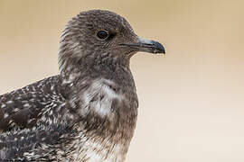 Long-tailed Jaeger