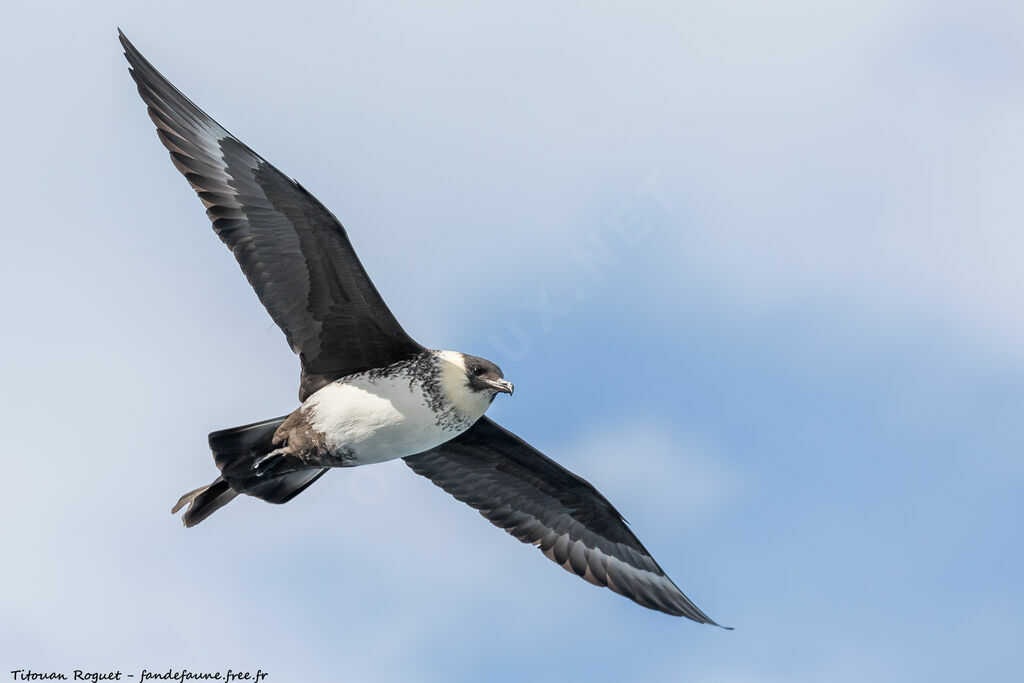 Pomarine Jaeger